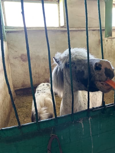 Two horses, one grey with black spots and another lighter colored with black spots on its rear, are in a stable. The grey horse in the foreground is eating a carrot. The stable appears to be made of wood with metal bars. The floor is covered in hay. In the background, there are windows that let in natural light. The image is taken in the city of Азинский, Russia.