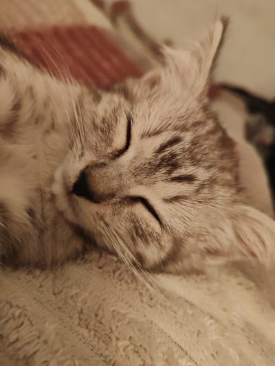 A close-up, shallow depth of field, eye-level shot shows a silver tabby cat sleeping on a textured, beige surface, possibly a blanket. The cat's face is dominant in the frame, with its eyes closed and its head turned slightly to the left. The cat's fur is a mix of light grey and darker grey tabby markings. Its whiskers are visible, fanning out from its muzzle. The background is blurred, but suggests a domestic setting with hints of fabric patterns. The lighting is warm and soft, creating a cozy atmosphere. The location is not specified within the image itself, and there are no elements to suggest it is in Кашино, Russia.