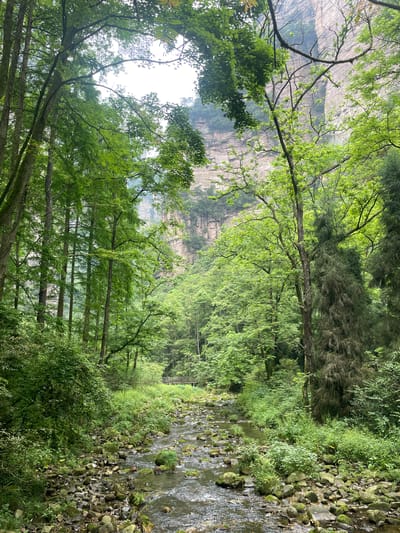 The image shows a lush green landscape alongside a rocky stream in Luoguta, China. A cliff face rises in the background, partially obscured by trees. The stream flows over numerous mossy rocks and pebbles. Dense foliage, including trees and bushes, lines the stream and fills the foreground and background. The sky is visible through the canopy.