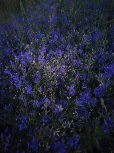 This image shows a dense patch of small, delicate purple flowers, likely wild flora, growing in a natural setting. The lighting is dim, suggesting it may have been taken at dusk or in a shaded area. The background is dark and indistinct, dominated by the foliage and the flowers themselves. The scene appears to be a natural landscape, possibly a field or roadside in the village of Zherebkove, Ukraine, given the context. There are no people or artificial structures visible in the frame. The focus is entirely on the floral growth, with a slightly blurred quality that adds to the atmospheric, low-light mood.
