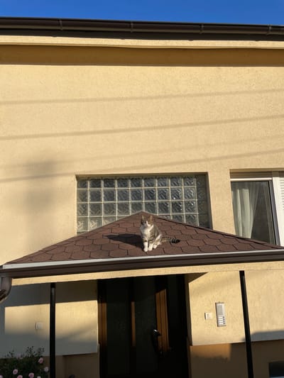 A tabby cat lies on a brown shingled roof of a building. A rectangular glass block window is to the left of the cat. Above the cat is a closed window covered with a white curtain. The building has a light yellow stucco exterior. To the left is a brown rain gutter and a small amount of bright blue sky. To the right of the roof is the side of another building with a name plate above a door and a window, and there are pink flowers at the bottom of the frame. The location appears to be Sremska Kamenica, Serbia based on the architectural style.