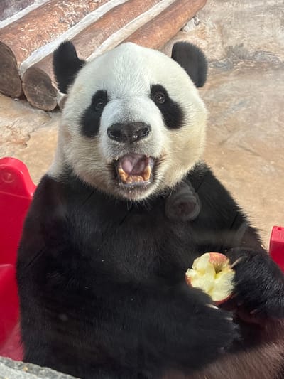 A giant panda sits in a red enclosure, holding a partially eaten apple in its paws. The panda's mouth is open, revealing its teeth and tongue. The enclosure appears to be outdoors, with a rocky, sandy ground and logs in the background. The scene is set in the Xiuying District of China.