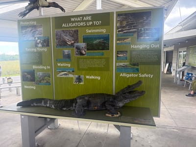 An outdoor display at the Miccosukee Indian Village in Florida features a large alligator model positioned on a table in front of informational panels. The panels are green and display text and images related to alligators, covering topics like "Protecting," "Raising Young," "Blending In," "Swimming," "Waiting," "Walking," "Hanging Out," and "Alligator Safety." The backdrop is a grassy wetland area with a building in the background. A bird effigy is mounted above the display. A person is visible sitting on a bench to the right, and another person is partially visible on the left.