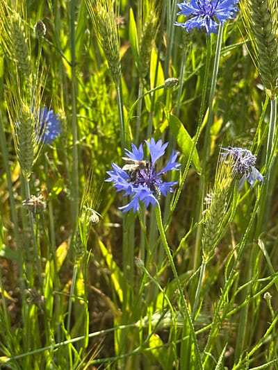 The image is a close-up shot of a field with wheat stalks and blue cornflowers. A bee is visible on one of the cornflowers, appearing to collect nectar. The lighting suggests it is daytime, with sunlight filtering through the foliage. The background is a blur of green and yellow, indicative of a natural outdoor environment. This scene could be found in the agricultural areas of Парыцкі сельскі Савет, Belarus, where such crops and wildflowers are common. There are no people or structures visible in the frame.