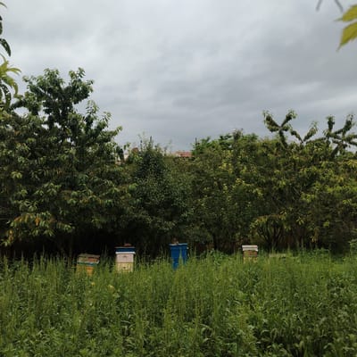 This media file depicts a natural scene with several beehives set amongst lush greenery. The primary subjects are the beehives, which appear to be made of wood and painted in various colors, including yellow, blue, and white. They are placed in a field of tall, green plants, likely representing a rural or natural setting. Behind the field, a dense arrangement of trees forms a backdrop, with some branches and leaves extending into the foreground and upper parts of the image. The sky is overcast with gray clouds, suggesting a dull or potentially rainy day. The overall mood conveyed is one of tranquility and nature, with the beehives hinting at agricultural or apicultural activity. There is no visible text in the image. The location context provided is Khankendi, Azerbaijan.