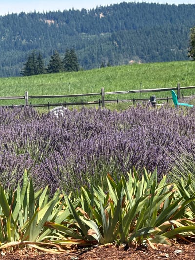 The image shows a field of lavender in Hood River, United States, with a backdrop of a forested hill and a green field. In the foreground, large green plants with long, pointed leaves are visible. Behind these plants, the lavender field stretches out, filled with dense purple blooms. A wooden fence runs horizontally across the middle ground, separating the lavender from a grassy slope. Beyond the grassy slope, a hillside covered in dark green pine trees rises up to a bright blue sky. In the middle ground, to the right of the fence, a bright green lawn chair is placed in the field. The ground in the foreground is covered with mulch. The overall scene depicts a rural landscape on a clear, sunny day.