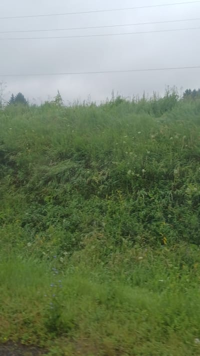 The image depicts an overcast sky above a sloping grassy embankment. Power lines are visible strung across the sky. The embankment is densely covered with various green grasses and wildflowers, with some taller plants and trees visible in the distance, against the hazy horizon. The overall scene appears to be a natural landscape, possibly on the outskirts of a rural area or along a road. There is no indication of any specific location within Buranovo, Russia, or any people or activities. The image is taken from a perspective that suggests movement, possibly from a vehicle.