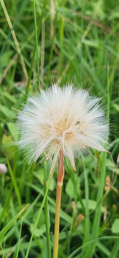 A close-up, vertical, eye-level shot showcases a fuzzy, white seed head of a plant, possibly a dandelion or salsify, set against a blurred backdrop of green grass. The seed head, which occupies the central portion of the frame, is composed of numerous delicate, hair-like structures radiating outwards, with hints of beige and light brown at its base. A thin, light brown stem emerges from beneath the seed head and extends downwards, slightly off-center to the right. The background consists of various shades of green grass, with some blades appearing sharper than others, creating a soft focus effect. There are no people or animals visible in the image. The scene appears to be in a natural outdoor setting, likely a field or meadow, within the village of Hetmanivka, Ukraine.
