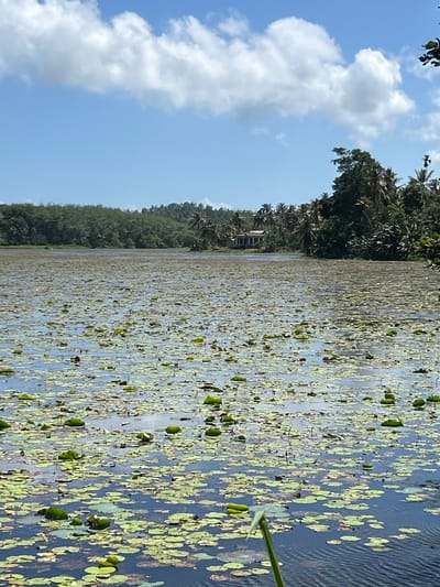 This image captures a serene natural scene with a large body of water covered in lily pads, bordered by lush green vegetation. The water is a deep blue, reflecting the sky and surrounding trees. Numerous light green lily pads are scattered across the surface, some with visible stems or buds. A thin, green plant stem emerges from the water on the right side of the frame, reaching towards the sky.
In the background, a dense forest of trees lines the shore, creating a verdant backdrop. Peeking through the trees, a small, dark-colored structure, possibly a hut or small building, is visible. The sky above is a clear blue, with fluffy white clouds drifting by, suggesting a pleasant, daytime weather condition. The orientation of the image is vertical, with the sky and clouds occupying the left portion and the water and vegetation filling the rest.
The scene evokes a sense of tranquility and natural beauty. The abundance of lily pads and the dense foliage indicate a healthy, thriving ecosystem. The presence of the structure hints at human habitation or use of the area, but the overall impression is one of peaceful coexistence between nature and human presence. There is no visible text in the image. The lighting suggests it is likely late morning or early afternoon.