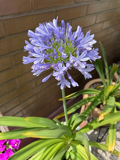 The image depicts a close-up, top-down view of an Agapanthus flower in full bloom, showcasing its spherical arrangement of violet-blue petals. The flower is positioned to the left of the frame and rests on a brick surface with a visible pattern.

To the right, the image includes a second plant with large, green leaves, grown in a pot, with a small pink bougainvillea next to it.

The photograph appears to be taken outdoors in daylight. I cannot place this image in the city of Tezoyuca, Mexico from the provided information.