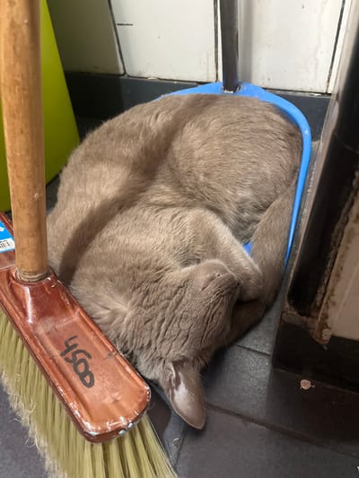 A curled up grey cat is sleeping in a blue plastic dustpan. The dustpan is resting on a surface of white square tiles and dark grey square tiles. A broom with yellow bristles and a brown handle, marked with the number "4500", is next to the dustpan and partially underneath the cat. A green object, likely part of cleaning supplies, is also partially visible beneath the dustpan. The location is Bernal Este, Argentina.