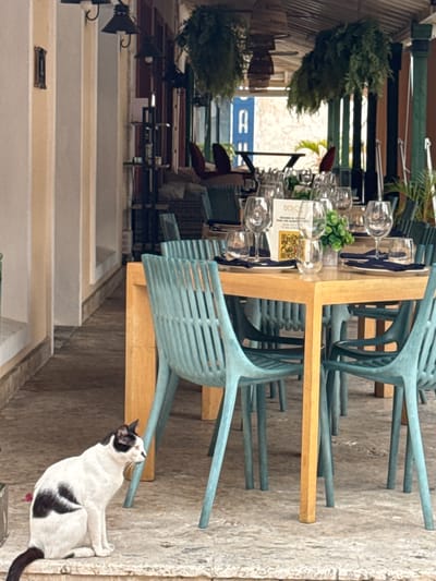 A black and white cat sits on a stone surface in front of an outdoor restaurant seating area. The cat is facing to the right, with its tail curled. The restaurant tables are set with glassware and napkins. The chairs are a light teal color and are made of plastic. In the background, there are hanging plants and a thatched roof. The scene appears to be in a city.