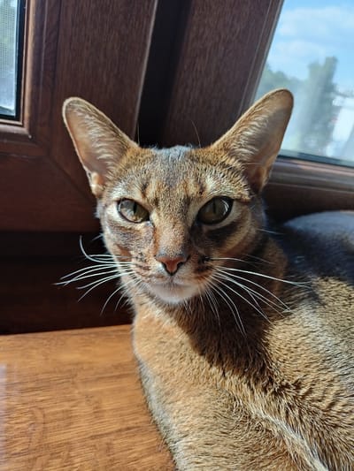 This is a close-up, eye-level photograph of an Abyssinian cat resting near a window. The cat is facing the camera with its head and front body clearly visible. Its fur is a warm, reddish-brown ticked pattern, with darker brown markings on its head and ears. The cat's large, expressive eyes are greenish-yellow and appear alert. Long, white whiskers fan out from its muzzle. Sunlight streams in from the right, casting a warm glow on the cat's fur and creating shadows. The background shows a wooden window frame and a blurry view of trees and a blue sky through the window, suggesting it is daytime with clear weather. The cat is positioned on a wooden surface, possibly a windowsill. The overall impression is one of a calm and curious animal enjoying a sunny spot.