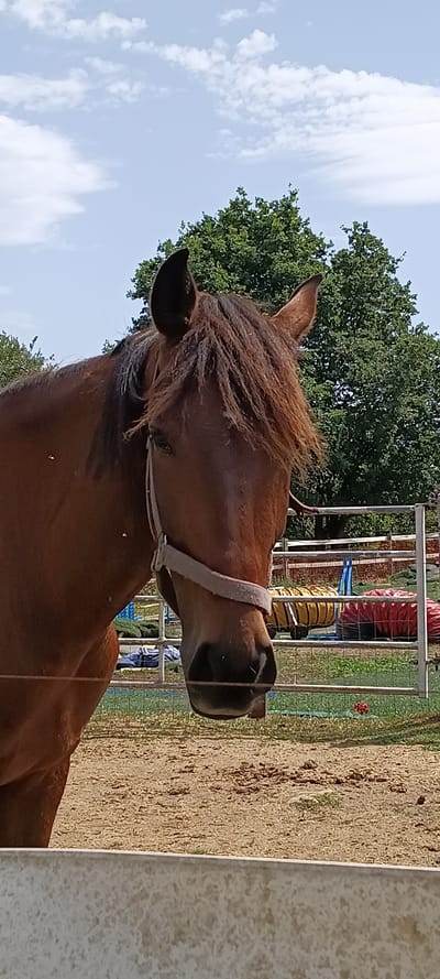 A close-up, medium shot captures the head and upper body of a brown horse outdoors on a sunny day. The horse is facing slightly to the right, with its mane falling over its forehead and a light-colored halter around its muzzle. In the background, a chain-link fence separates the horse from a yard containing agility equipment, including yellow and red tunnels. Green trees and a cloudy blue sky form the backdrop. The ground appears to be dirt and gravel. This image was taken in Siero, Spain.