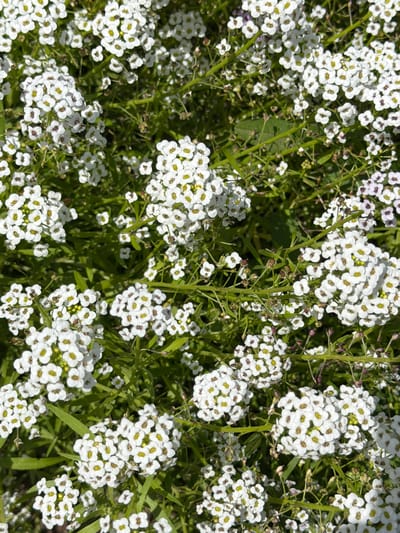 The image displays a dense cluster of small, white flowers with yellow centers, interspersed with green foliage. The flowers appear to be Sweet Alyssum, a common garden plant known for its fragrant blooms. The lighting suggests it is daytime, with sunlight illuminating the petals and casting subtle shadows. The scene is a close-up, filling the entire frame, and provides no discernible landmarks or context for location within Selanovtsi, Bulgaria. There are no people or actions depicted in the image.