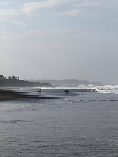The image depicts a coastal scene on a beach in Belalang, Indonesia. The foreground consists of dark, wet sand and shallow ocean water with receding and approaching waves, marked by white foam lines. In the midground, two dark-colored dogs are visible on the wet sand. A larger dog stands to the right, partially in the shallow water, facing left with its head lowered. A smaller dog walks further left on the wet sand, also facing left. The background reveals a hazy coastline. On the left, elevated land features structures with roofs and trees, behind which a slender tower or antenna is discernible. Further right, the coastline is rocky with waves breaking against it. The sky is a pale blue-grey with diffuse clouds, indicating an overcast condition. No human figures are present.