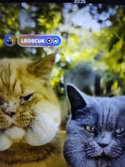 The image shows a digital screen displaying a video feed of two cats. The left cat is an orange tabby with a stern expression. The right cat is a grey British Shorthair, also looking unimpressed. Above the cats, a username "LEOSCUK" is visible in a blue and orange bar, accompanied by two small icons, one appearing to be a camera and the other a speech bubble. In the upper right corner of the screen, the time "20:25" is displayed. The background of the video feed appears to be foliage, suggesting an outdoor setting. There is no indication of the location being in Baterak, Kazakhstan.