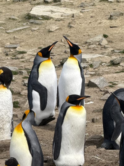 The image depicts a group of King penguins (Aptenodytes patagonicus) situated on rocky terrain at Bluff Cove, Falkland Islands (Islas Malvinas). Six individual penguins are discernible. In the center-background, two penguins stand facing each other, their heads tilted acutely upwards with beaks pointed skyward, characteristic of a courtship display or vocalization. Both exhibit prominent orange-yellow patches on their heads and upper chests. A third penguin is partially visible on the far left, facing away, while a fourth stands in the mid-foreground, slightly right of center, facing forward and slightly downward. A fifth penguin is partially visible on the far right, facing downward. A sixth penguin is partially visible in the bottom-left foreground, its head turned upwards towards the central pair. The environment consists of dry, light-colored rocky ground interspersed with scattered grey stones and sparse, low-lying green vegetation. The lighting is diffused, indicating an overcast sky.