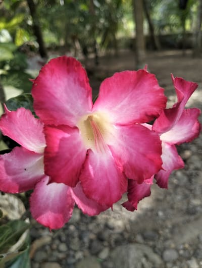 A close-up photograph displays a blooming Adenium flower, centrally positioned. The flower features multiple broad petals, exhibiting a gradient from deep fuchsia at the edges to a pale cream or white at the central throat. Visible within the throat are the reproductive structures. Partially visible, out-of-focus similar flowers are present on the periphery. The background consists of blurred green foliage, likely trees or large plants, and a foreground of dark soil interspersed with various small, light-colored pebbles and rocks. The scene is illuminated by natural light, located in Jambo Dalam, Indonesia.