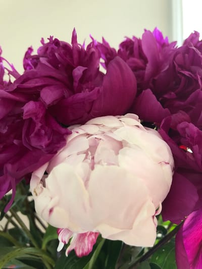 A close-up, indoor photograph features a bouquet of peonies. The dominant colors are vibrant purples and delicate pinks and whites. The peonies are in various stages of bloom, with some tightly closed buds and others fully open, showcasing their ruffled petals. The background is a soft, muted yellow, suggesting an indoor setting with diffused lighting. There are no people, animals, or discernible landmarks visible to indicate a specific location in Barrie, Canada. The focus is entirely on the floral arrangement.