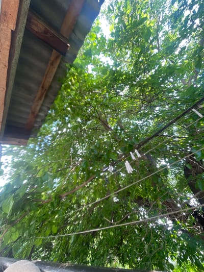 The image shows a low-angle view of a tree with lush green foliage, viewed from beneath a rustic, corrugated metal roof supported by wooden beams. Several clotheslines with white clothespins are strung across the frame, partially obscured by the tree branches and leaves. The scene appears to be outdoors, possibly in a residential area, with the bright sky visible through the dense leaves, suggesting a sunny day. The location is specified as Khadzhalmakhi, Russia, a village in Dagestan known for its natural beauty.