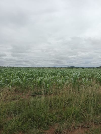 A wide shot captures a vast, cloudy sky over an expansive cornfield in North Ropp, Nigeria. The corn plants, predominantly green and lush, stretch towards the horizon, indicating a healthy crop. The foreground features tall, dry grass and a dirt path, suggesting the edge of the cultivated area. The overall environment appears rural and agricultural, under a diffused, overcast sky.
