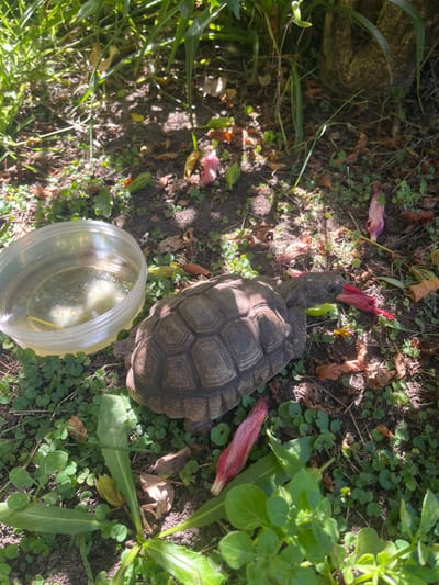 A tortoise stands on dirt and clover ground, near a plastic bowl of water. The tortoise has a brown patterned shell and an elongated neck. Scattered around it are shed pink flower petals and dead leaves. Lush green foliage grows on the right side of the frame, while tall grass appears on the left. Part of a textured stone object is visible in the background. Sunlight dapples the scene.