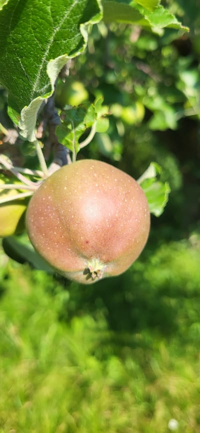 An apple is hanging from a tree branch, surrounded by green leaves and foliage. The apple is light brown with small white speckles and has a stem at the top. The background is blurred green, suggesting a natural outdoor environment, possibly a garden or orchard. The lighting indicates a sunny day. The specific location in Tetianivka, Ukraine, is not discernible from the image.
