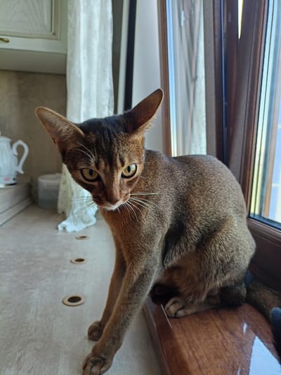A brown Abyssinian cat is sitting on a wooden windowsill in an apartment in Volgodonsk, Russia. The cat is facing the camera with its head tilted and its eyes wide open. Its fur is short and sleek, with tabby markings. The cat's ears are large and pointed, and its whiskers are long and white. Behind the cat, a window with sheer white curtains is visible. The windowsill is made of dark wood. The background is out of focus, but it appears to be a kitchen or living area. The cat's posture suggests curiosity or alertness.