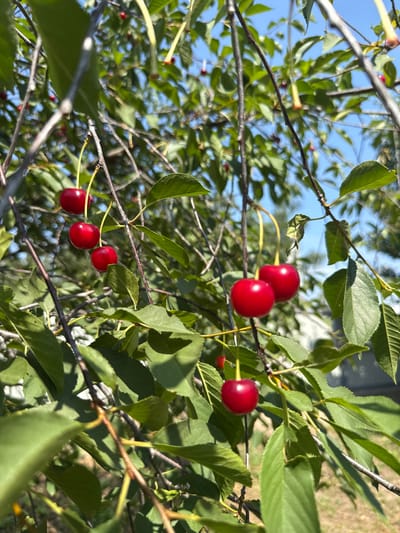 The image shows a close-up of a cherry tree with several ripe red cherries hanging from its branches. The cherries are a vibrant red color and appear plump and juicy, with thin stems connecting them to the branches. The leaves of the tree are a lush green, some catching the sunlight and casting shadows. The background is a blur of more green foliage and a bright blue sky, suggesting an outdoor setting on a sunny day. The overall scene conveys a sense of natural abundance and ripeness. There are no people visible in the image, and no specific landmarks or indicators of the city of Kamyanyets, Belarus are present.