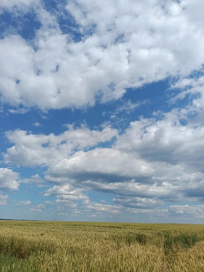 The image depicts a vast, golden field of ripe wheat under a dynamic sky filled with fluffy white and grey clouds against a bright blue backdrop. The horizon is flat and indistinct, suggesting a rural landscape. The foreground is dominated by the wheat crop, with individual stalks and heads clearly visible, creating a textured surface that extends to the edge of the frame. The middle ground shows more of the field, and in the distance, a faint line of trees or hills can be perceived. The sky occupies the upper two-thirds of the image, with varying densities of clouds casting subtle shadows on the field below. The lighting indicates it is daytime, likely mid-afternoon, with the sun high in the sky. There are no people or structures visible in the scene, reinforcing the impression of an agricultural expanse in the countryside. The location is identified as Mala Smilyanka, Ukraine.
