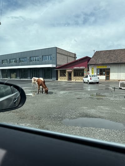 The image captures a street scene in Gizel, Russia, under an overcast sky. Two cows are present in the foreground, grazing on a gravelly surface that has several puddles of water. One cow, a mix of brown and white, is actively eating, while another, predominantly white, is partially visible behind it. A car, a white sedan, is parked in the middle ground.

The background features a row of buildings. To the left is a modern, grey building with a long row of windows. Adjacent to it is a smaller building with a red roof and signage that reads "АЗБУКА МЯСА" (Alphabet of Meat) in red letters. To the right of that is another building with a brown, shingled roof and signage that says "ЛАВАШ" (Lavash). The storefronts of these buildings are visible, with some displaying goods or signs. The overall environment appears to be a commercial area. The image is taken from inside a vehicle, with a portion of the car's side mirror visible in the lower left corner.