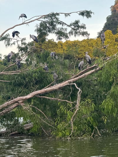 The image shows a flock of Asian Openbill storks perched on a fallen tree that is partially submerged in water. The storks are mostly gray with black wings and white undersides. They are distributed across the branches of the tree, with some standing and others preening or resting. The background features lush green foliage and a distant hillside with yellow-leafed trees. The water surface is rippled and reflects the surrounding vegetation and sky. The scene appears to be a natural habitat for these birds, likely a wetland area. The specific location in Yên Sơn Ward, Vietnam, suggests a potentially rural or semi-rural setting characterized by abundant vegetation and bodies of water.