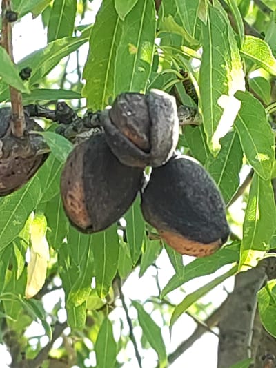 Three almond pods are attached to a tree branch, surrounded by green leaves and dappled sunlight. The pods are dark brown and appear dry, with one pod split open, revealing the inner nut. The image was taken outdoors, likely in a rural setting, as suggested by the natural elements and the abundance of foliage. The overall impression is one of ripe fruit ready for harvest, or perhaps past its prime. The location in Valverde de Leganés, Spain, suggests a warm climate suitable for almond cultivation.