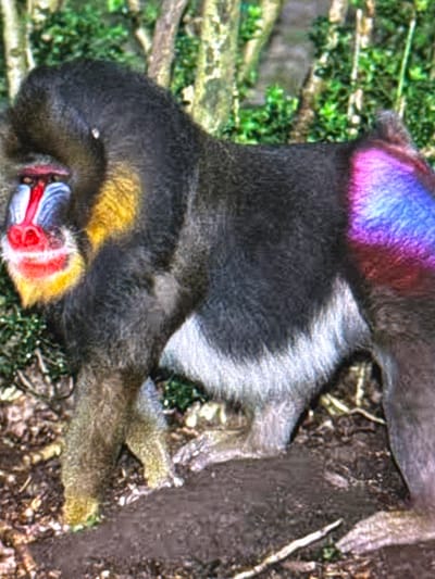 A male mandrill with striking facial coloration, including red and blue markings and a yellow fringe, stands in a wooded area. The mandrill has a dark grey to black body with a white underside and a bright, multi-colored rump, displaying shades of purple, pink, and blue. Its left forelimb is visible, and its hindquarters are turned towards the viewer's right, showcasing the vibrant rump coloration. The mandrill is positioned on the ground, which is covered with soil, leaves, and small branches. In the background, trees with green foliage and visible trunks create a natural environment. The image appears to be taken outdoors in daylight. There is no indication of the city of Babahjurong, Indonesia, in the image itself.