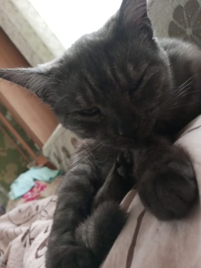 A close-up shot features a grey cat resting on a bed. The cat's fur is dark grey with subtle tabby markings visible on its head and body. It appears to be grooming or playing with its paw, which is held close to its face. The cat's eyes are mostly closed, suggesting it is relaxed or sleepy. The background shows a bed with patterned linens and a hint of a window with sheer curtains in the upper left. The lighting suggests it is daytime, possibly morning or afternoon, with soft light filtering in. The setting seems to be a bedroom or a comfortable living space. No text is visible in the image.