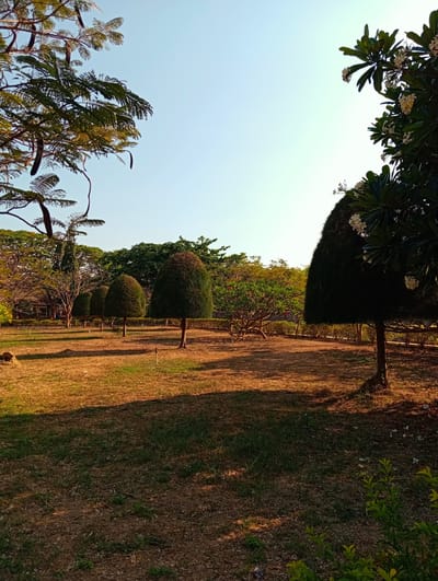 This image depicts a serene park or garden scene, likely captured during the golden hour of either early morning or late afternoon, indicated by the long shadows stretching across the ground and the warm, golden light illuminating the landscape. The sky is clear and bright blue, suggesting fair weather.
The ground in the foreground and middle ground consists of dry, light brown grass and fallen leaves, interspersed with patches of greener grass. On the far left, a large tree with intricate, feathery green foliage and long, dark seed pods frames the upper corner of the shot. In the middle ground, a row of several cone-shaped topiary trees or shrubs stands neatly aligned, receding into the distance.
To the right, a flowering tree, possibly a Plumeria (Frangipani), with dark green leaves and clusters of white blossoms, partially frames the upper right portion of the image. The background is filled with a lush variety of trees, forming a dense green canopy that extends across the horizon.
The scene is devoid of human presence or activity, emphasizing the natural tranquility of the park. No visible text is present in the image. The location context provided indicates this peaceful setting is in Phan Rang – Tháp Chàm, Vietnam.
