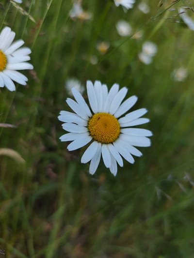 This is a close-up, vertical, outdoor photograph of a field of daisies in Mykulychyn, Ukraine. The primary subject is a single, large daisy in the center of the frame, in sharp focus. It has bright white petals radiating from a yellow, textured center, which is home to a tiny, dark insect, possibly a beetle. To the left, a portion of another daisy is visible, slightly out of focus. In the background, more daisies and green grass are softly blurred, creating a bokeh effect. The lighting suggests it is daytime, likely a sunny or partly cloudy day, given the bright white petals and yellow center. The overall mood is serene and natural, highlighting the delicate beauty of the wildflowers. The image captures a moment of natural tranquility in a rural or meadow setting. There is no visible text in the image.