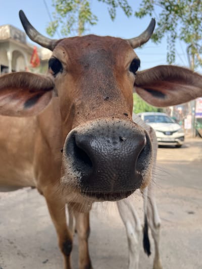 A close-up, low-angle shot captures a brown cow with black horns and large ears. The cow's large, black nostrils and snout are the primary focus, with several flies visible on its face. In the background, a white car is partially visible on a street, and some trees and buildings suggest an urban or semi-urban environment, consistent with Pushkar, India. The ground appears to be a paved surface. Another cow, mostly out of focus and white, stands behind the main subject. The sky is clear and blue.