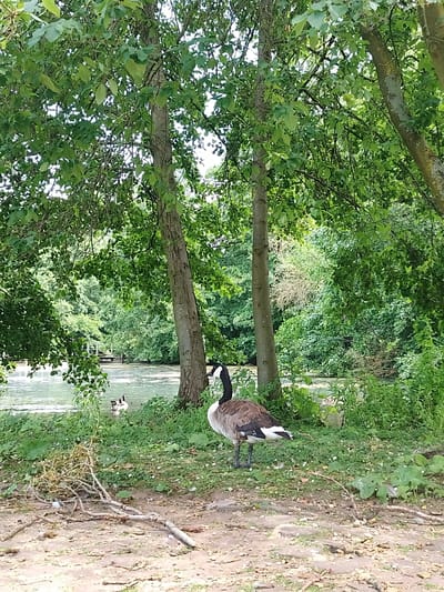 In a tranquil outdoor scene, likely a park or natural reserve in Dusseldorf, Germany, a single Canada goose stands on the grassy bank of a body of water. The goose, a large waterfowl with distinctive black neck and head markings and a brown and white speckled body, is the primary subject in the foreground. It is captured in profile, facing towards the right of the frame.

The setting is lush and verdant, dominated by trees with abundant green foliage that casts dappled sunlight onto the scene. Two mature tree trunks are prominent in the mid-ground, framing the view. Behind the goose, the water reflects the greenery and appears somewhat murky, with patches of algae or surface debris. In the distance, a wooden bridge or boardwalk crosses the water, suggesting a recreational area. The bank is covered in a mix of grass, fallen leaves, and scattered branches, indicating a natural, somewhat unkempt environment.

The time of day appears to be daytime, with bright, diffused lighting consistent with a sunny or partly cloudy day. The overall atmosphere is peaceful and serene, with the presence of the goose and the natural surroundings evoking a sense of calm. No people are visible in the image, and there is no visible text. The focus is on the wildlife and the natural beauty of the location.