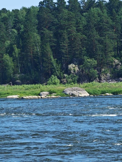A wide, blue river flows in the foreground, with small waves and whitecaps indicating movement. The riverbank is lined with green grass and scattered large, gray stones. Beyond the riverbank, a dense forest of tall, green pine trees covers a sloping hill. Some lighter green deciduous trees are interspersed within the pine forest. The sky above is a clear, light blue. The scene depicts a natural landscape with a river and a forested hillside. The location is identified as Porog, Russia. There are no people or man-made structures visible in the image.