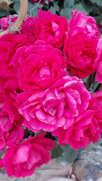 The media file displays a close-up view of a cluster of vibrant fuchsia roses. The flowers are in various stages of bloom, with some fully opened and others still tightly furled. Their petals are richly colored and textured, showing delicate folds and curves. The background is a soft blur of green foliage and hints of a stone wall, suggesting an outdoor garden setting. A thin, metallic wire fence is partially visible in the lower left corner, intertwined with a wooden stake, indicating the roses may be part of a cultivated garden or trellis. The lighting appears natural, possibly from daylight, as there are soft highlights and shadows on the petals, indicating a relatively bright but possibly overcast or diffused light. There is no visible text in the image. The overall impression is one of natural beauty and floral abundance.
