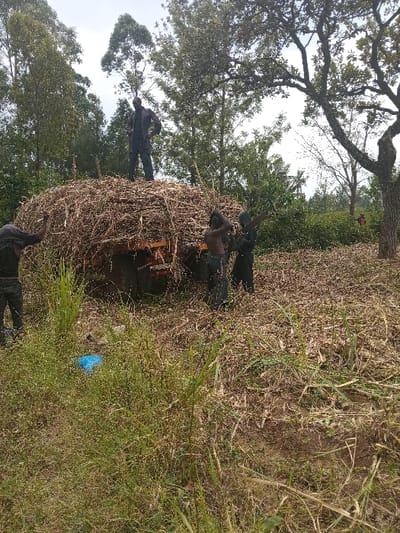 The image depicts an outdoor agricultural scene in Butali Chegulo ward, Kenya, under an overcast sky. A significantly overloaded utility vehicle, likely a truck or tractor-trailer, is central, laden with a large, mounded pile of what appears to be harvested sugarcane stalks or similar crop material.

Four individuals are actively engaged with the vehicle and its load. One male, dressed in dark full-body attire (possibly overalls), stands atop the apex of the crop pile, facing slightly towards the left. Three other males are positioned around the rear of the vehicle. The leftmost individual, partially visible, wears dark clothing and appears to be manipulating the load from ground level. The two individuals on the right, both shirtless or wearing dark undershirts, are actively pushing or adjusting the crop material at the vehicle's rear. One of these individuals is looking down towards the load, while the other appears to be lifting or pushing material onto the pile. A fifth, smaller figure in red clothing is faintly visible in the far background, positioned near a tree on the right.

The ground surrounding the vehicle is covered with dry, disturbed vegetation, including cut stalks, fallen leaves, and patches of green and dry grass. A light blue plastic object, possibly a bag, lies on the ground in the lower-left foreground amidst the grass. The background features a dense collection of trees of varying heights and species, suggesting a rural or semi-forested environment.