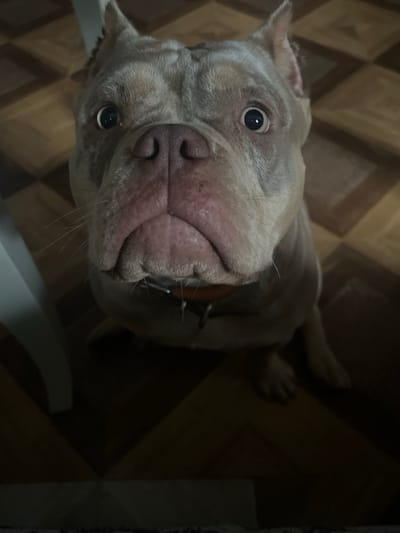 The media file contains a close-up, high-angle shot of a light-colored bulldog. The dog's face, dominated by its broad snout and wrinkled skin, fills the majority of the frame. Its eyes are wide and looking directly at the camera. The dog is wearing a dark collar with metal studs. The background consists of a tiled floor with a diamond pattern in shades of brown and beige. The lighting is dim, casting shadows and making parts of the image dark. There is a hint of white furniture in the lower left and right corners, suggesting an indoor setting. The image appears to be taken indoors, possibly in a home, given the flooring and furniture. The overall mood is somewhat playful or inquisitive due to the dog's direct gaze. No text is visible in the image.