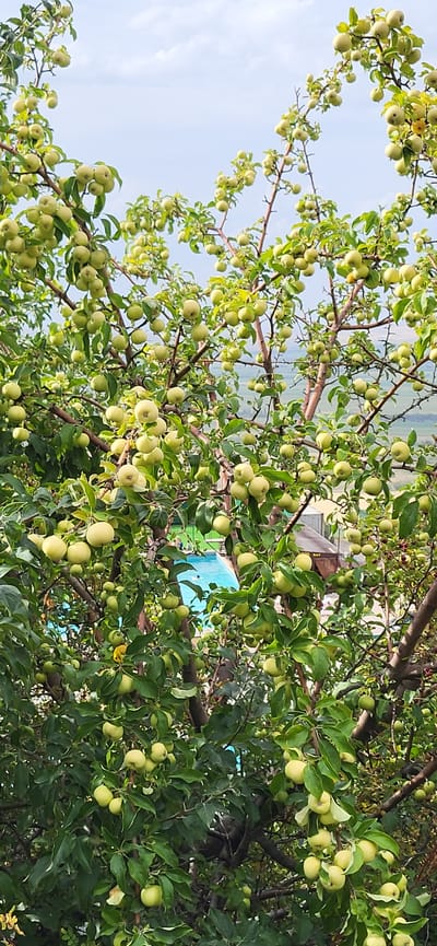 This is a vertical, medium shot of an apple tree heavily laden with unripe, light green apples against a bright, slightly overcast sky. The branches of the tree fill the majority of the frame, obscuring the background in places. Peeking through the foliage in the middle ground is a bright blue swimming pool with some indistinct figures around it. Beyond the pool, a building with a brown roof is visible, suggesting a rural or recreational setting. The overall scene evokes a sense of abundance and summer. The location is specified as Сырымбет, Kazakhstan.