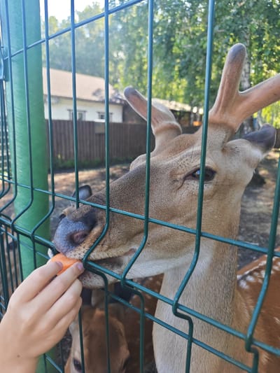 A young person's hand, with fingernails unpainted and skin lightly tanned, extends a piece of carrot through a green metal fence towards a deer. The deer, an adult with light brown fur and short antlers, is focused on the carrot, its muzzle touching the orange vegetable. Its large, dark eye is visible, reflecting the surroundings. Behind the main deer, another deer's head is partially visible, also appearing to be looking towards the carrot. The fence, made of thick green metal bars, runs vertically and horizontally, creating a grid pattern that partially obstructs the view of the background. The environment behind the fence appears to be an outdoor enclosure with dry, brown earth on the ground and some sparse vegetation. In the distance, a building with a light-colored roof and wooden fencing is visible, suggesting a semi-rural or park-like setting, possibly within Mokhovichki, Russia. Sunlight filters through the trees, casting shadows and creating a bright, slightly hazy atmosphere.