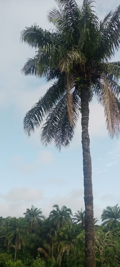 A tall oil palm tree dominates the frame, its fronds reaching towards a pale blue sky dotted with wispy clouds. The tree's rough, textured trunk is a dark brown, and some of its fronds appear dry and brown, contrasting with the vibrant green of the foliage. In the background, a dense tropical forest stretches across the horizon, filled with numerous palm trees and lush green vegetation. The scene appears to be set in Baissa, Nigeria, with the abundance of oil palms suggesting a tropical climate. The lighting indicates it is daytime, likely late morning or early afternoon, with the sky being bright but overcast by clouds. There are no people or objects other than the natural landscape visible in the image, and no text is present. The overall impression is one of natural beauty and the characteristic landscape of a tropical region.