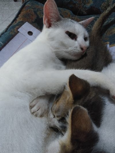 The image depicts an adult white cat with grey markings on its head and ears, observed in a reclining position. Two or more kittens are nestled closely against its body. One kitten's tan and brown striped ear is prominent in the foreground, and another kitten's small, light-colored paw rests on the adult cat's white fur. The adult cat's eyes are partially closed, indicating rest. The subjects are positioned on a patterned fabric surface featuring dark green, blue, and brown floral or damask-like motifs. A piece of white paper, showing a single punched hole and red ruled lines, is partially visible beneath the adult cat's upper body. This scene is situated indoors in the city of Yellowknife, Canada.