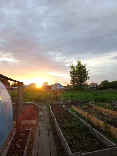 The image depicts a rural scene at sunset in Pankrushikha, Russia. The foreground features raised garden beds with some vegetation. To the left, a portion of a greenhouse is visible, along with a wooden path leading between the garden beds. In the mid-ground, there is a solitary tree and an expanse of tall green grass. Several houses with roofs in various colors are scattered across the landscape. The setting sun is low on the horizon, casting a warm orange glow and illuminating the clouds, which are a mix of gray and pink. The overall impression is one of a tranquil evening in a dacha or country house setting.
