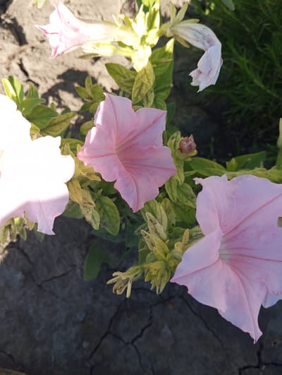 The image shows a close-up of several pink petunias with green leaves. The flowers are in various stages of bloom, with some fully open and others still buds. The ground beneath the flowers appears to be dry and cracked earth. The overall scene is a natural outdoor setting, likely a garden or park, with a hint of green foliage in the background. There are no people or animals visible in the image. The lighting suggests it is daytime. The location is identified as Velykyi Sukhodil, Ukraine.